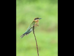 Christine Willis-Green Bee Eater-Very Highly Commended.jpg